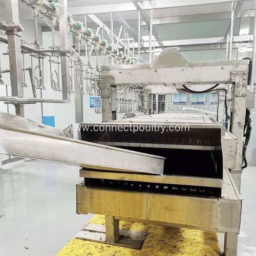 chicken slaughtering line equipment of quail plucker